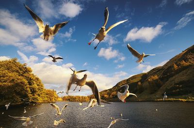 Seagulls flying over sea