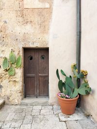 Close-up of potted plant against old building