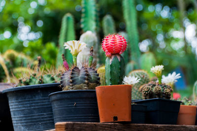 Close-up of potted cactus flower pot