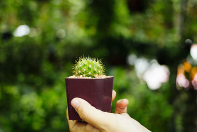 Close-up of hand holding leaf