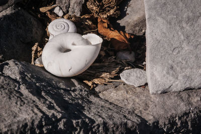High angle view of white rose on rock