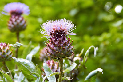 Close-up of thistle flowers