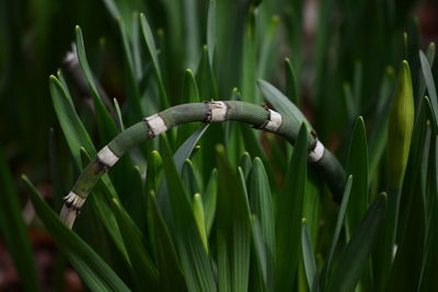 Close-up of fresh green plant on field