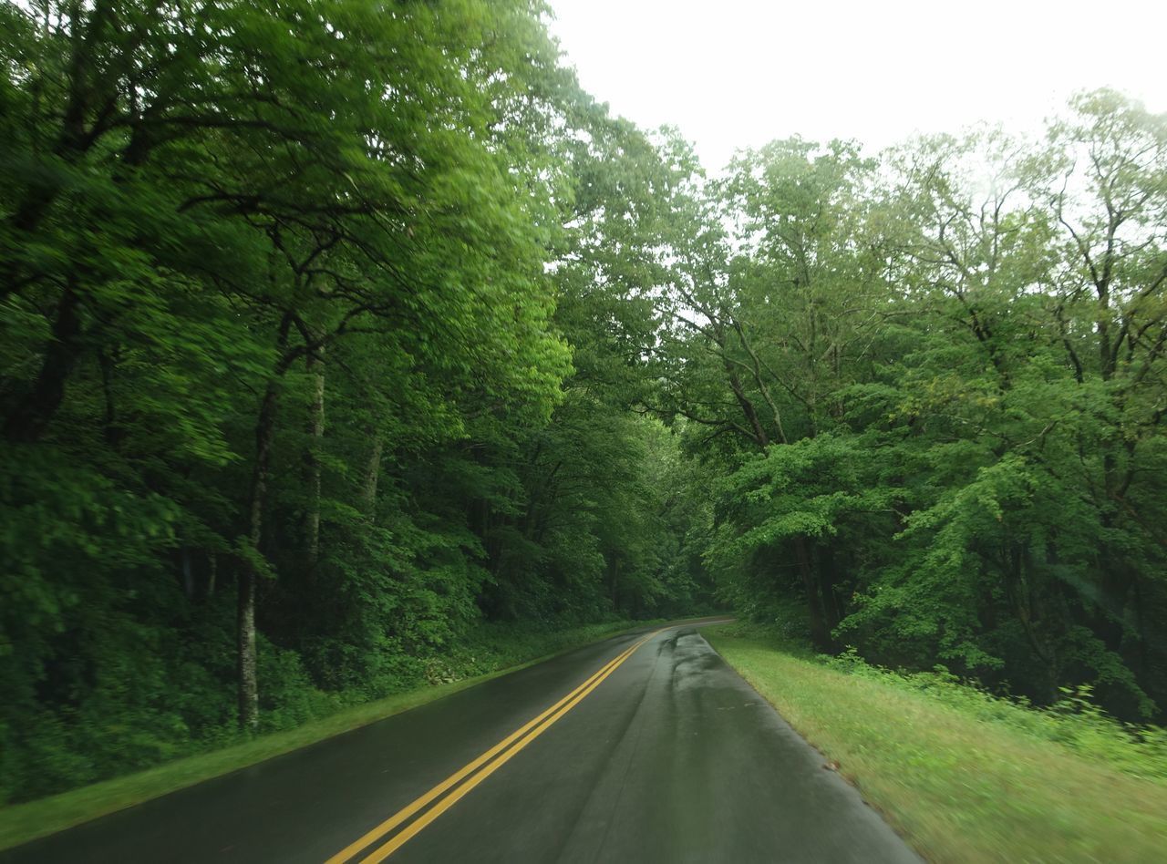 EMPTY ROAD ALONG TREES AND PLANTS