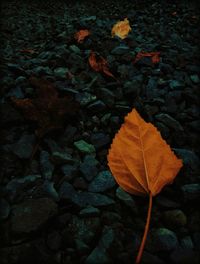 Close-up of leaves on ground