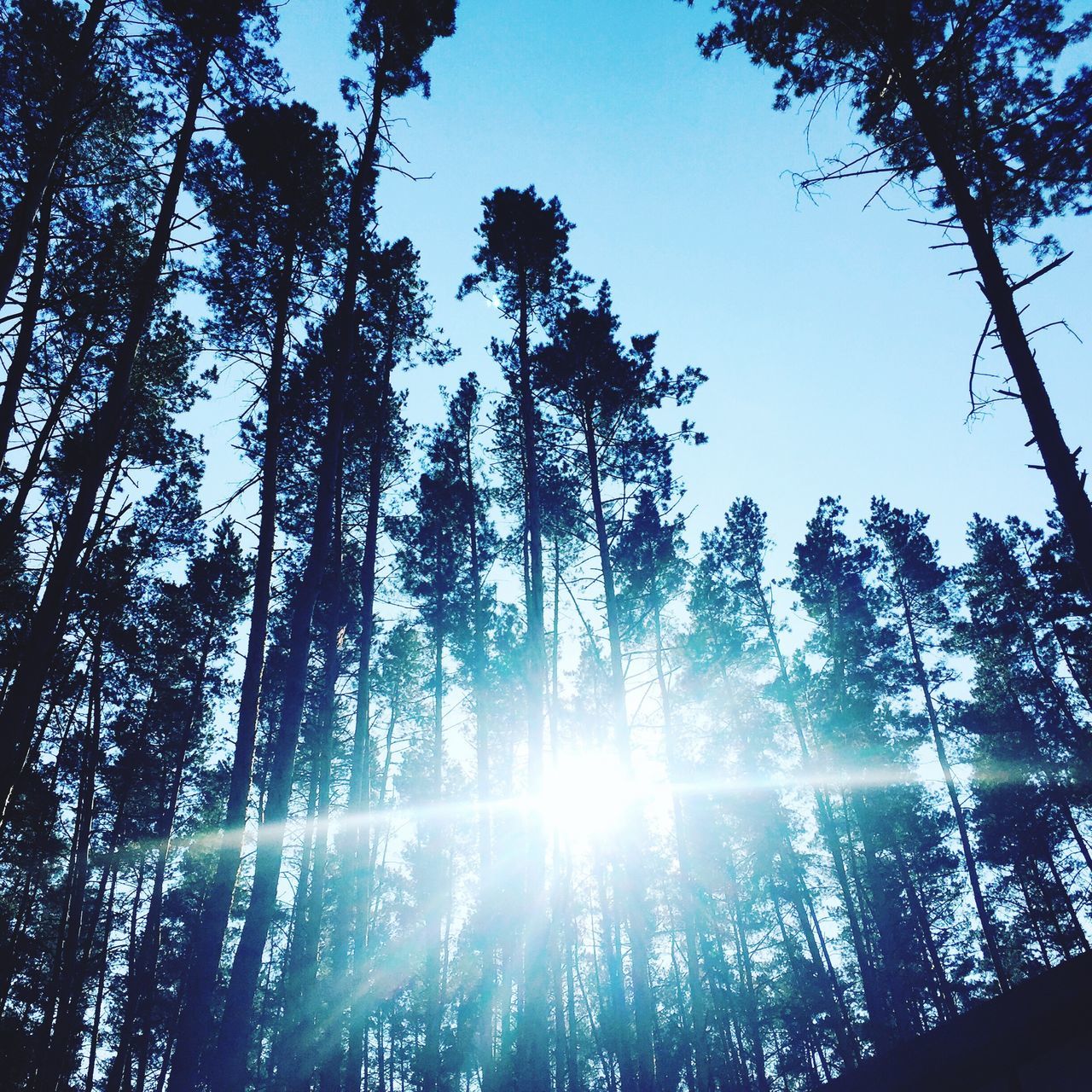 tree, sun, sunbeam, sunlight, low angle view, lens flare, beauty in nature, tranquility, nature, clear sky, growth, scenics, tranquil scene, sunny, bright, forest, water, shiny, back lit, sky