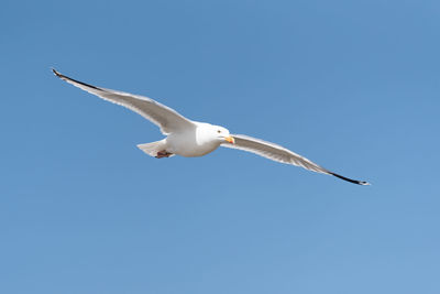 Low angle view of seagull flying in sky