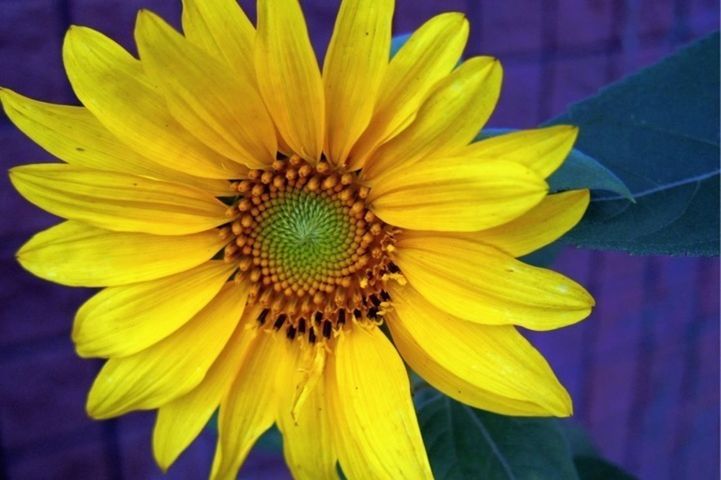 flower, petal, yellow, flower head, freshness, fragility, close-up, growth, pollen, focus on foreground, beauty in nature, blooming, single flower, sunflower, plant, nature, in bloom, no people, day, outdoors