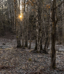 Bare trees in forest