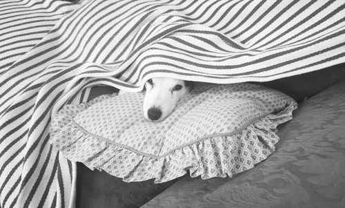 High angle view portrait of dog relaxing on bed under sheet