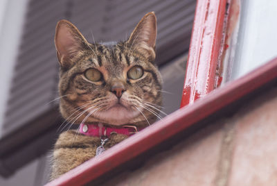 Close-up portrait of a cat