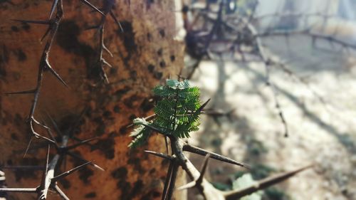 Close-up of lizard on branch