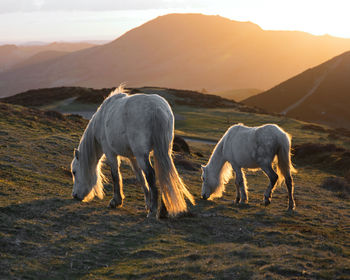 Horses grazing in a field