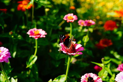 Close-up of bee pollinating on pink flower