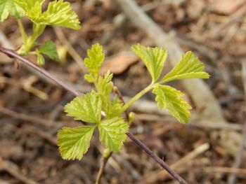 Close-up of plant