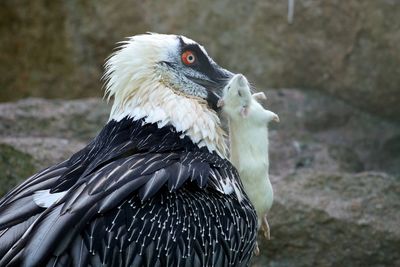 Close-up of bearded vulture holding mouse