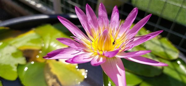 Close-up of pink water lily