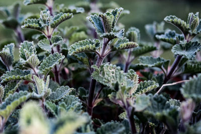 Close-up of plants growing on field