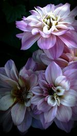 Close-up of purple flower