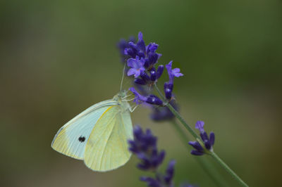 Close-up of butterfly pollinating on purple flower