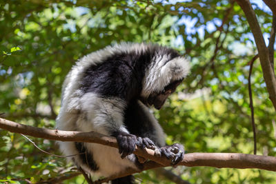 Low angle view of monkey sitting on tree