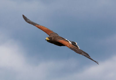 Low angle view of eagle flying