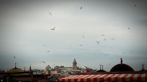 Birds flying over city