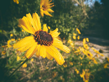 Close-up of yellow flower blooming outdoors