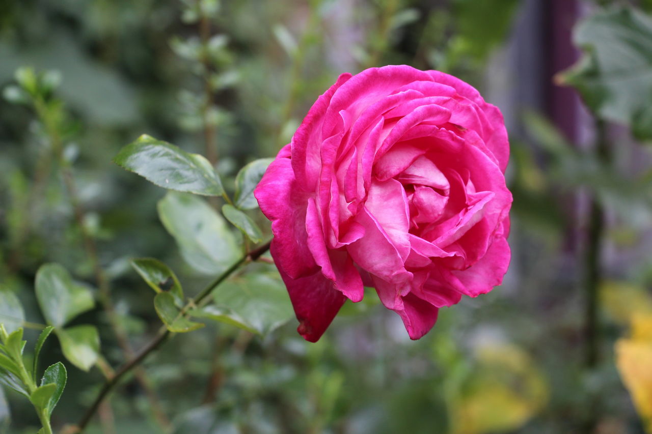 CLOSE-UP OF PINK ROSE IN GARDEN