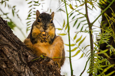 Squirrel on a tree