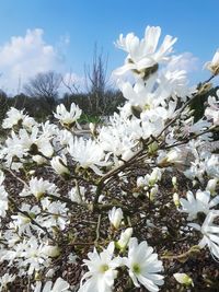 Close-up of white flowers blooming in field