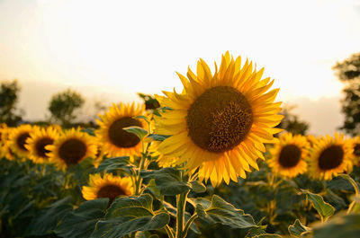 Close-up of sunflower on field against sky
