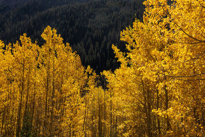 Yellow flower trees in forest during autumn