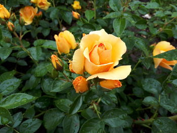 Close-up of rose plant