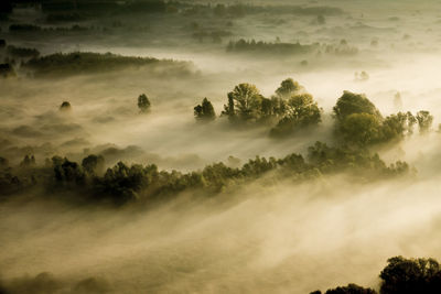 High angle view of trees during foggy weather