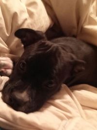 Close-up of dog sleeping on bed