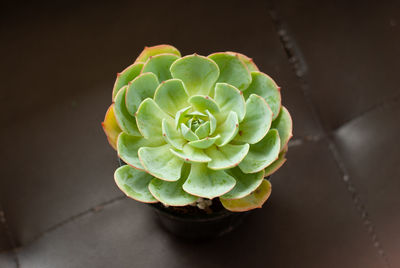 Close-up of succulent plant