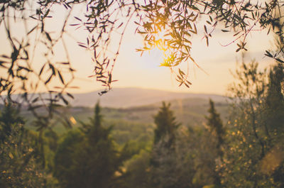 Olive garden near siena, italy