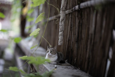 Portrait of cat sitting outdoors