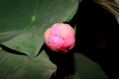 Close-up of pink lotus water lily