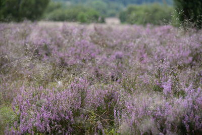 Close-up of purple flowering plants on field