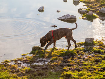 Dog on rock by lake