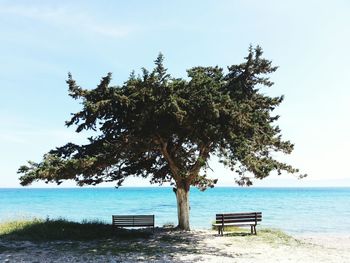 Tree by bench on beach against sky