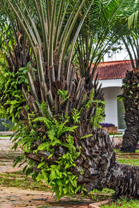 Palm trees and plants