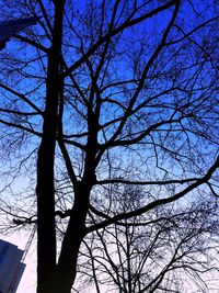 Low angle view of silhouette bare tree against sky