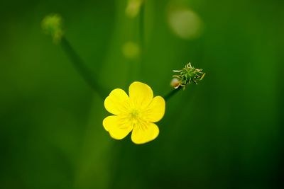 Close-up of insect on yellow flowering plant