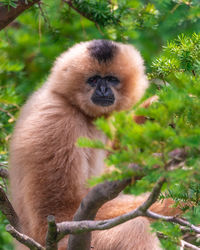 Portrait of monkey sitting on tree