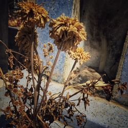 Close-up of wilted plant