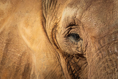 Close-up of elephant