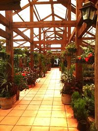 Potted plants in greenhouse